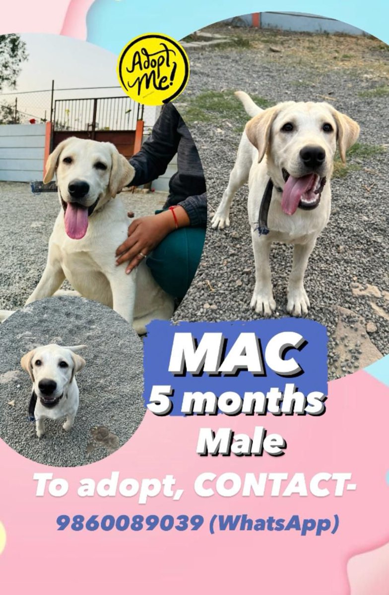 mystic_meera's tweet image. Up for Adoption. #Pune #DogsofPune