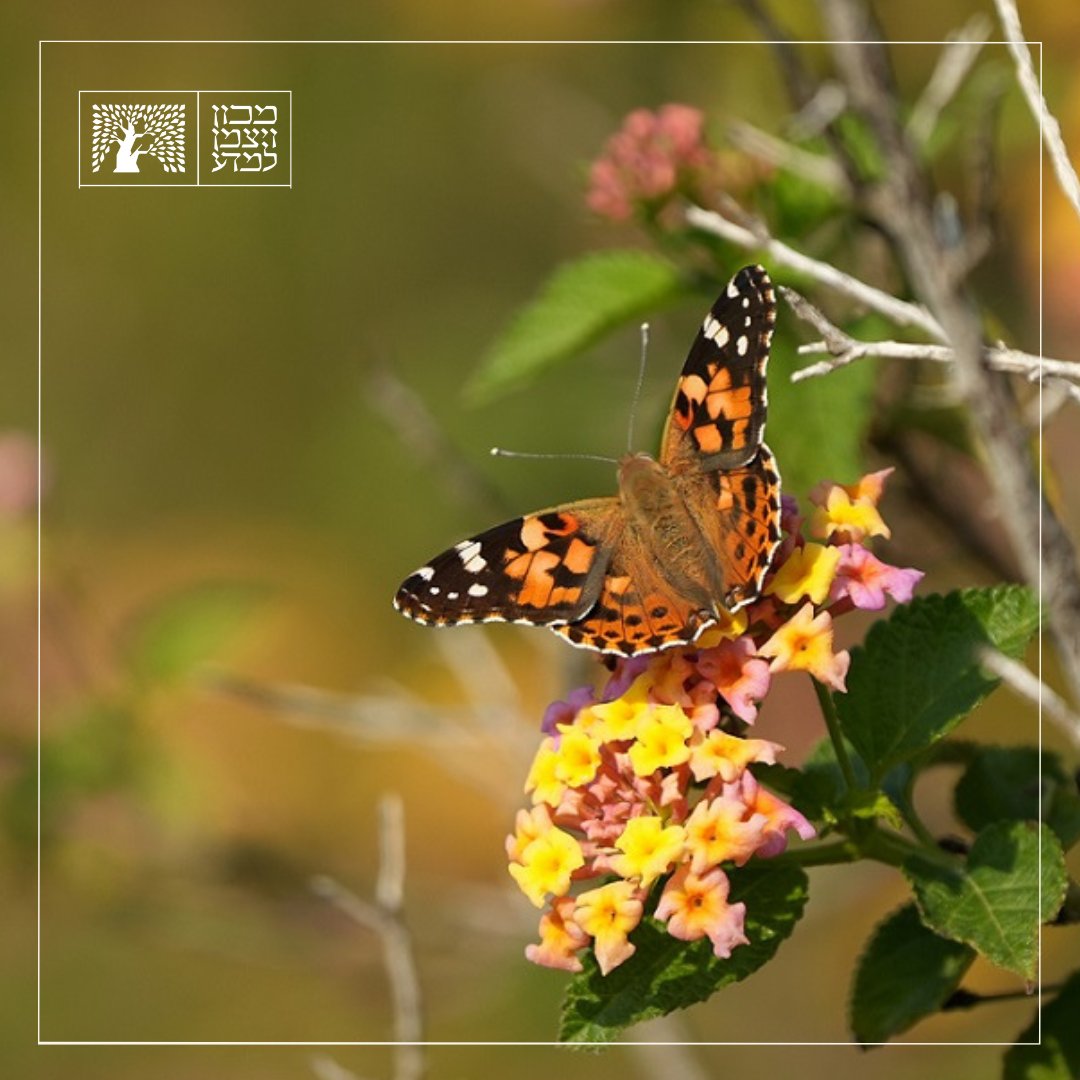 Meet the Painted Lady butterfly, which visits our Institute's flowers each year in March and April. Not only is the Painted Lady the most common butterfly species in the world – tens of millions of butterflies pass through our region every spring – but it also holds the record