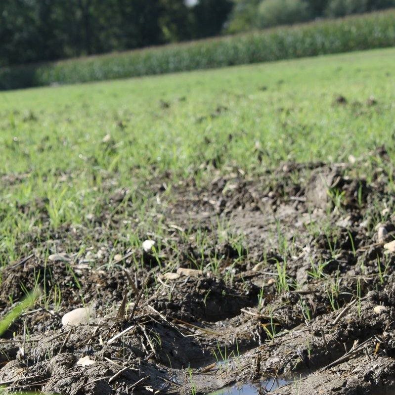 🚜🌾Suite à la reconnaissance d’un cas de force majeure due aux fortes pluies de l’hiver 2023-2024 pour le département de la #Mayenne, les agriculteurs peuvent demander une dérogation à l’obligation de rotation et de diversification des cultures. ➕d'infos tinyurl.com/4pmku3rv