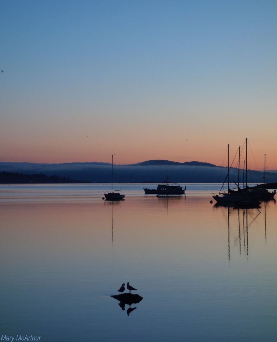 ~ Love birds .. 🩵🧡⭐️~ Oak Bay, BC ~