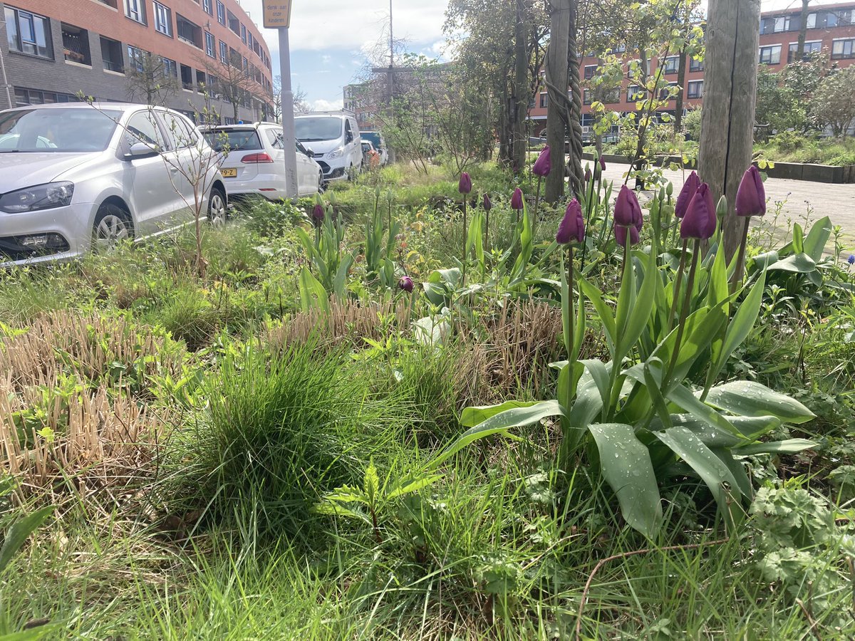 rinibiemans's tweet photo. In #dearend worden de paden gefatsoeneerd. #markering voor een fraai beeld en op het #oleanderplein zien de plantvakken er prachtig uit met wat accenten van blauwe druifjes en tulpen #biocrow https://t.co/vJcPUuvw7z
