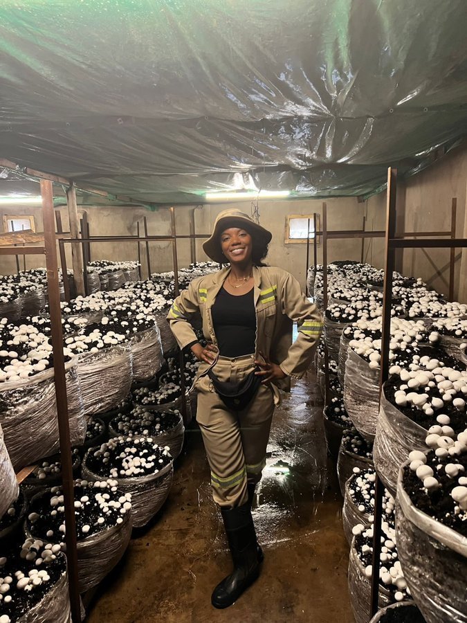 If you believe that #MushroomFarming is a profitable business.

Like and Repost massively ♥️