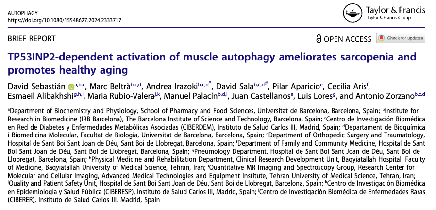 📜🔬'TP53INP2-dependent activation of muscle #autophagy ameliorates sarcopenia and promotes healthy #aging' 📰Autophagy @tandfonline ✍️ @_DavidSebast @BeltraMarc @A_Irazoki @AntonioZorzano et al. ➡️shorturl.at/mnrMO 📌doi.org/10.1080/155486… #IRBScience