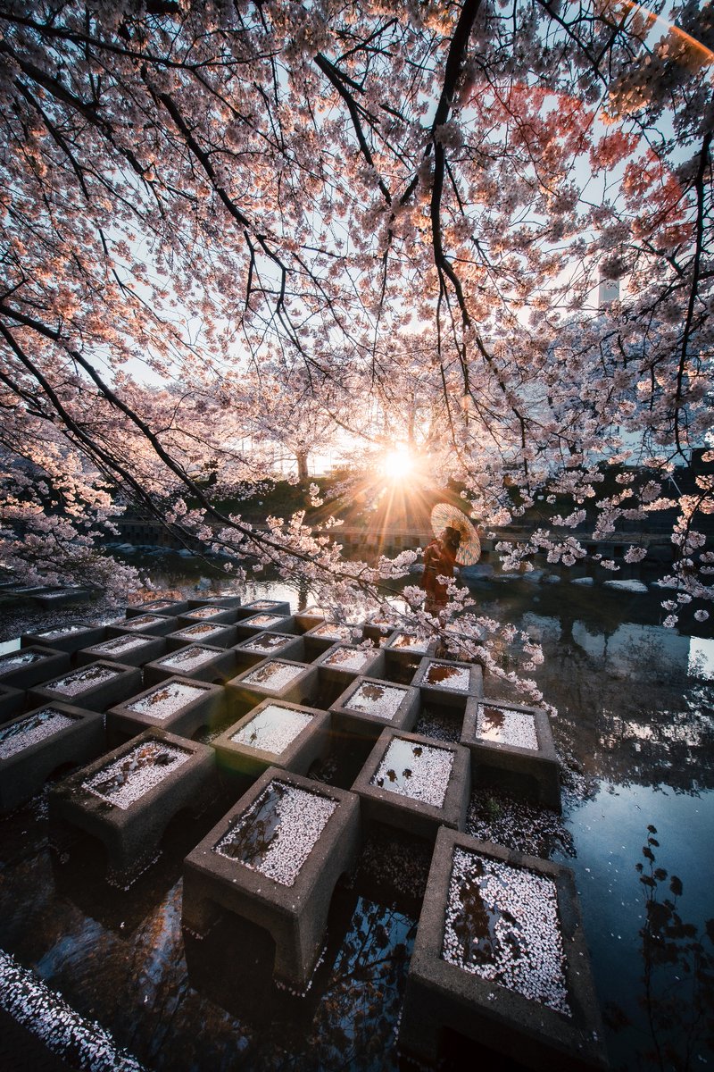 もう間も無く桜始まるね！！🌸