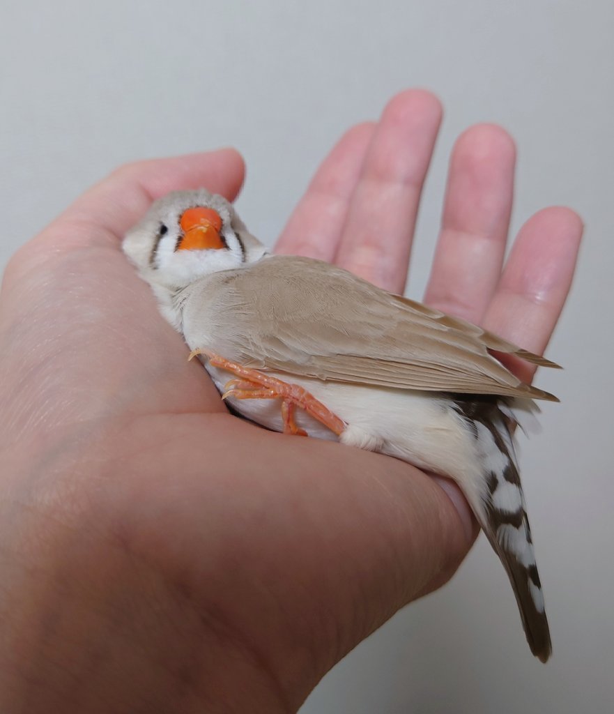 溶けすぎですよ