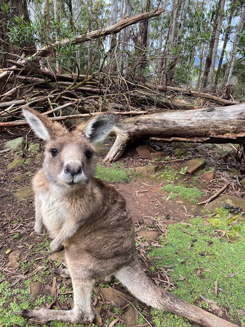 North West Regional Hospital in Tasmania is looking for ED registrars. Come and join us. careers.pageuppeople.com/759/cw/en/job/…