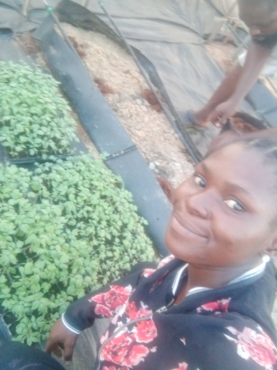 OpuroJoy's tweet photo. Exciting times on the farm!
#Abale #tomatoes from @RijkZwaan company transplanted.
Updates coming soon.
#EYiABeta #AjomagsFarm @g12growers #FemaleFarmer @agricissexy #TomatoTransplant #AbaleTomatoes #AgServer @Lordofwarri #AfricanYouthsinAgriculture #ItsekiriGirl #WarriFarmer https://t.co/S6lEl6fxVN