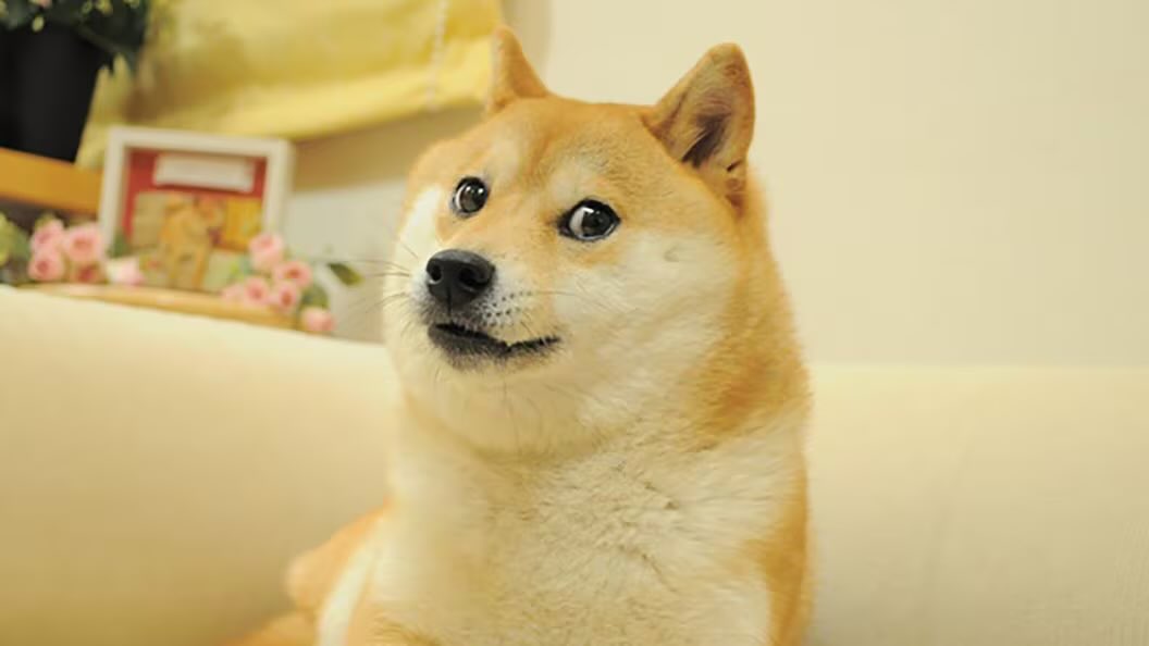 “Ohhhh doge will never pump ohhhnn doge boomer meme no good ohhhhnn my peepee is small and it hurts ohhhn”
The supreme eldritch power of this image is unrivaled. The simultaneous derpy yet knowing glance of its strangely focused eyes, the endless enigma of its sly Mona Lisa