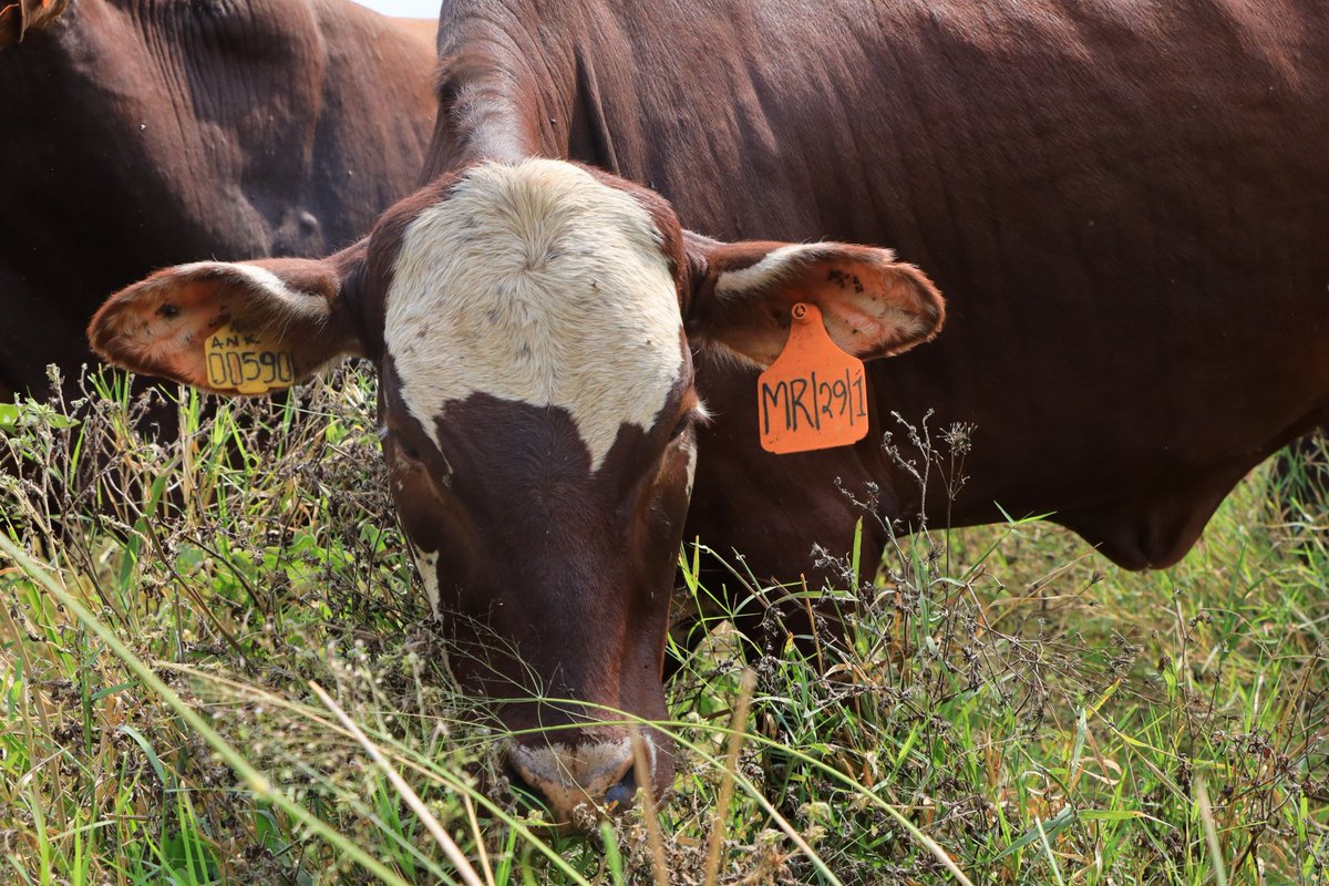 Uganda develops Vaccine to fight ticks in Africa To control tick infestations in cattle, Uganda’s @narouganda & a group at the Health and Biotechnology (SaBio), Institute for Game and Wildlife Research (IREC, CSIC-UCLM-JCCM), Spain headed by Prof. Jose de la Fuente (1/2)