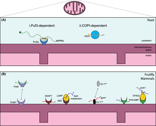 A comprehensive review into how RNA localization to mitochondria helps sustain mitochondrial function and ultimately supports neuronal activity. doi.org/10.1042/BCJ202…