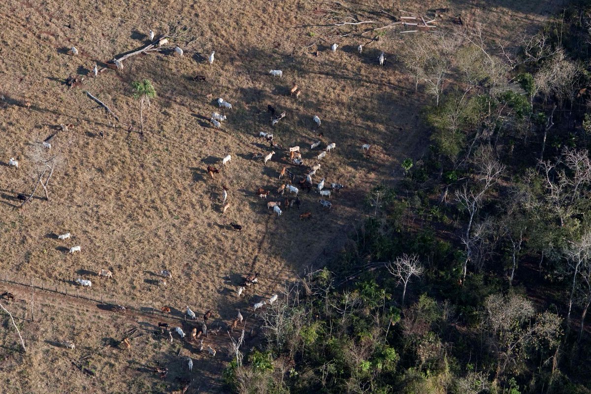 In the richly biodiverse Maya Biosphere Reserve in Guatemala, 90% of deforestation is caused by illegal cattle ranching. WCS is working with local communities to restore the lost forest and protect it. Read more in our 2023 Impact Report 👉🏽 bit.ly/43hCQu8