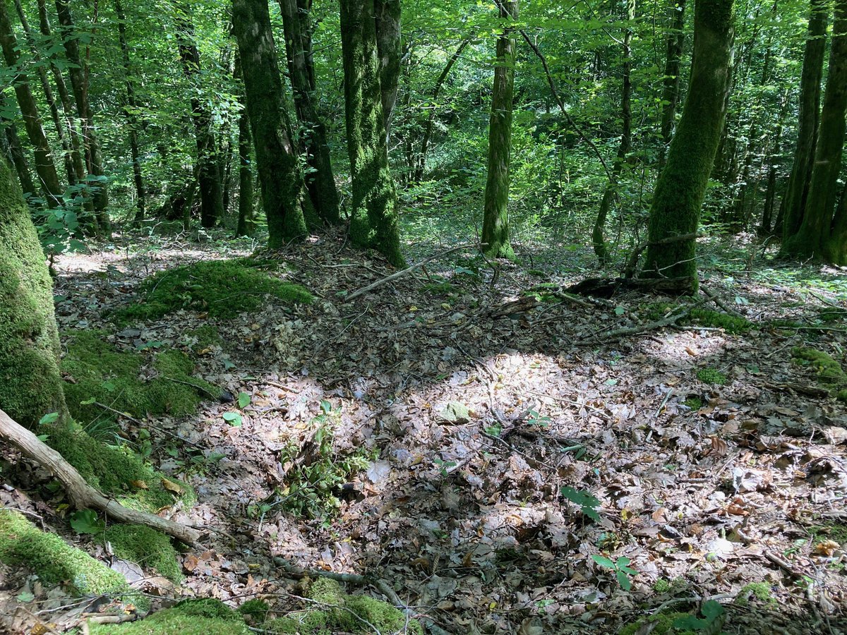 The ‘Lost Battalion’, #Argonne. Around 550 men of units from 🇺🇸77th Division held out in this atmospheric ravine after being isolated by Germans, October 1918. Continued shellfire (some friendly) left 200 dead and 150 missing/captured. #FirstWorldWar #WW1