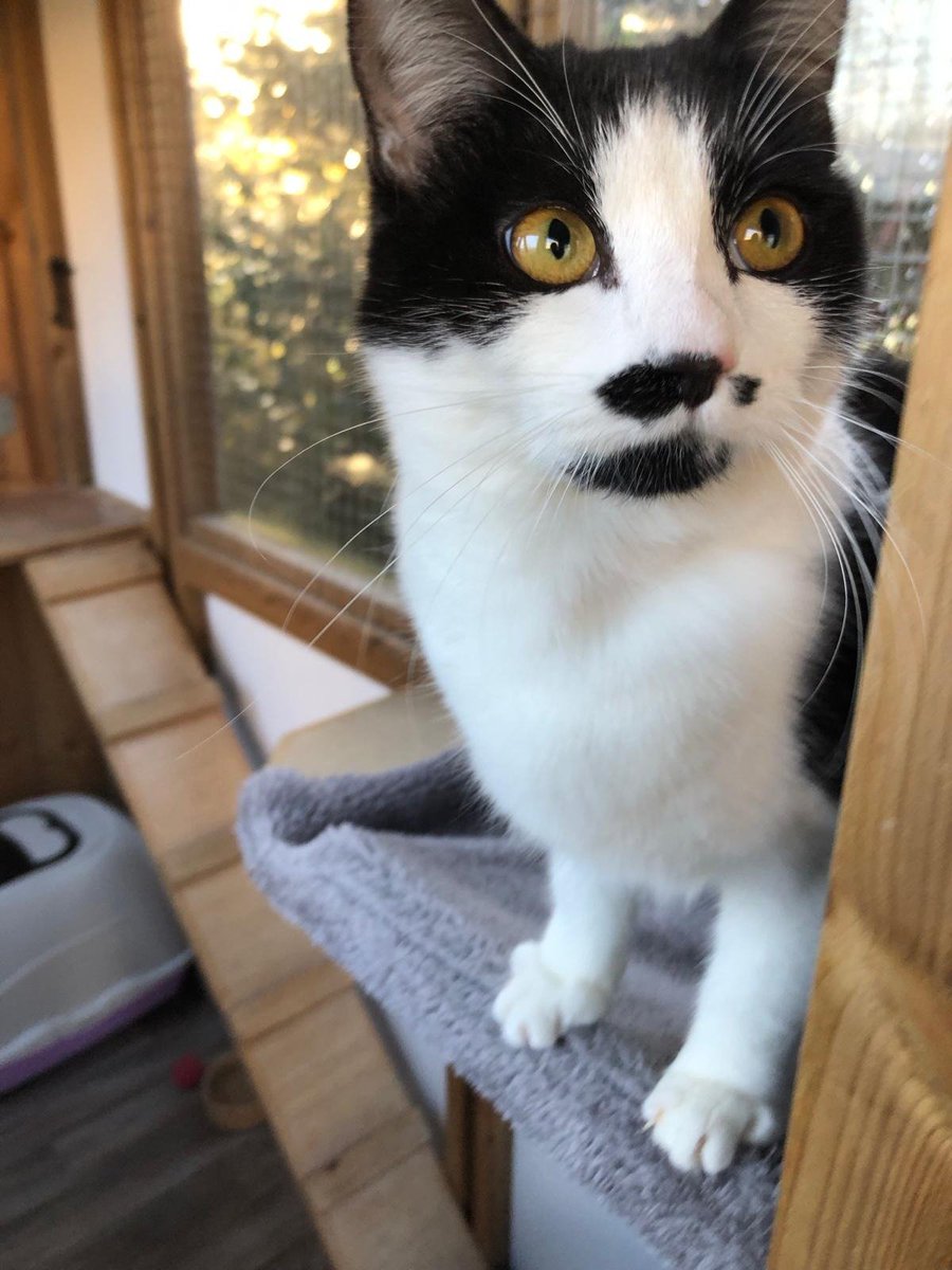 Misty and Cosmo are 7 month old kittens looking for a home. They are both very affectionate and love a stroke. 😻 They can be homed together but will be fine to go separately. More and enquire: cats.org.uk/cherwell#adopt… #CatsOfTwitter #CatsOfX #AdoptDontShop