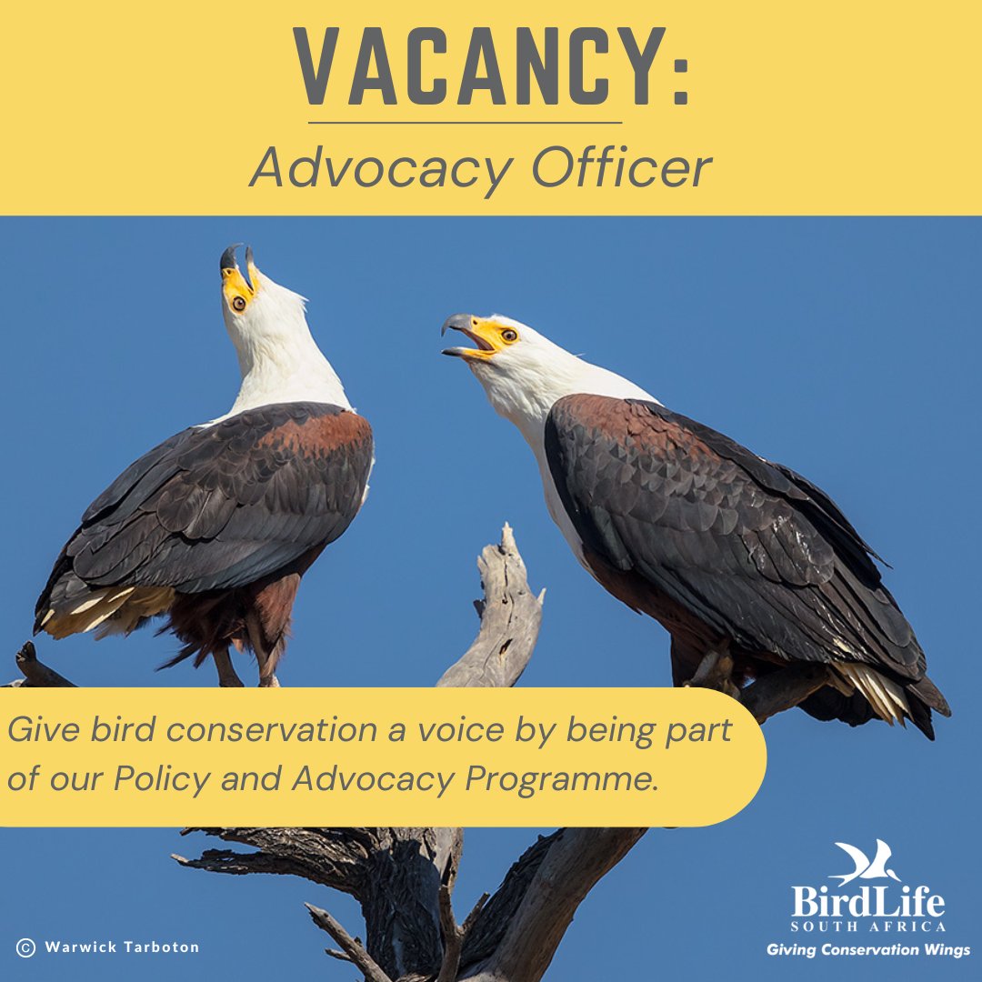 WE'RE HIRING 🎉👇 BirdLife South Africa is looking for an Advocacy Officer to join our Policy & Advocacy Programme, in order to help give bird conservation a louder voice! 📣 ⏰ Closing date: 13 April 2024 Read more: birdlife.org.za/who-we-are/vac…. 👈