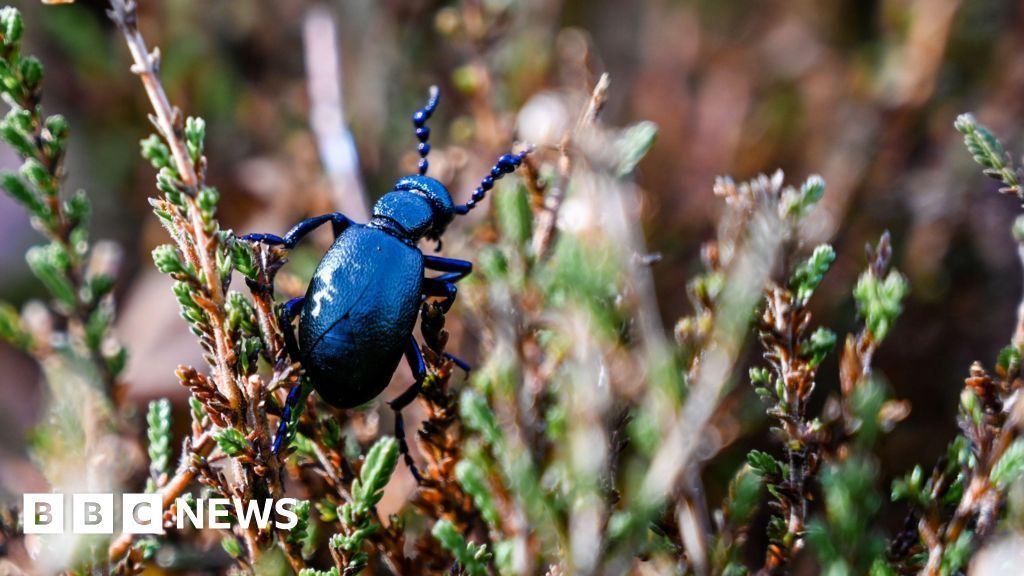 Black oil beetle sightings soar at Kinver Edge conservation site - BBC News c-js.uk/3VDmV7U