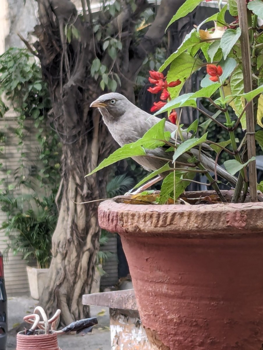 A welcome visitor Jungle Babbler