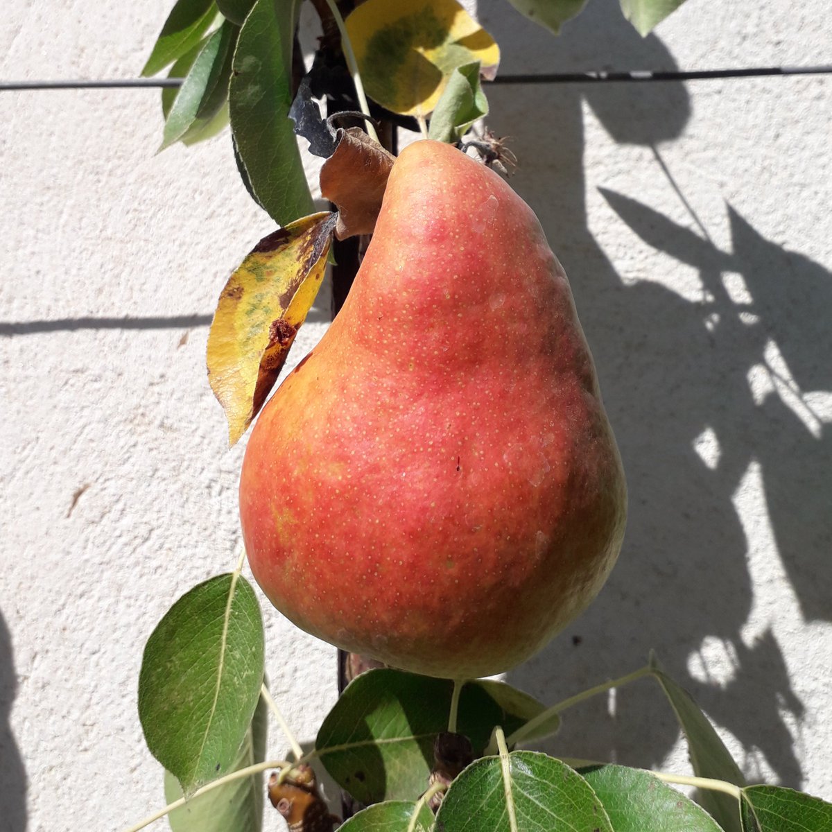 🍐#Fruit du mois : La poire 'Marguerite Marillat' cultivée au #potager, fut mise au commerce par M. Marillat de Villeurbanne en 1872 ! 👉Cette poire à la peau jaune lavée de rouge côté soleil, se récolte dès fin août.