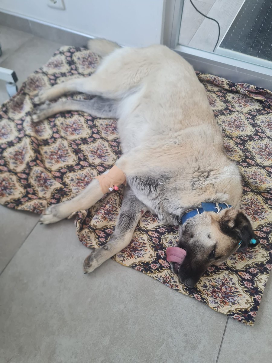 Gölbaşı Belediyesi bugün küpeli, kısır ve uysal olduğu halde bu köpeği anestezi iğnesiyle vurdu. Anestezi o kadar fazlaydı ki midesi döndü, şu an ameliyatta ve durumu kritik. Bir de anne köpeği almış ve yavrular ortada kalmış. @GolbasBld köpekleri toplayıp ölüme götürmek istiyor.