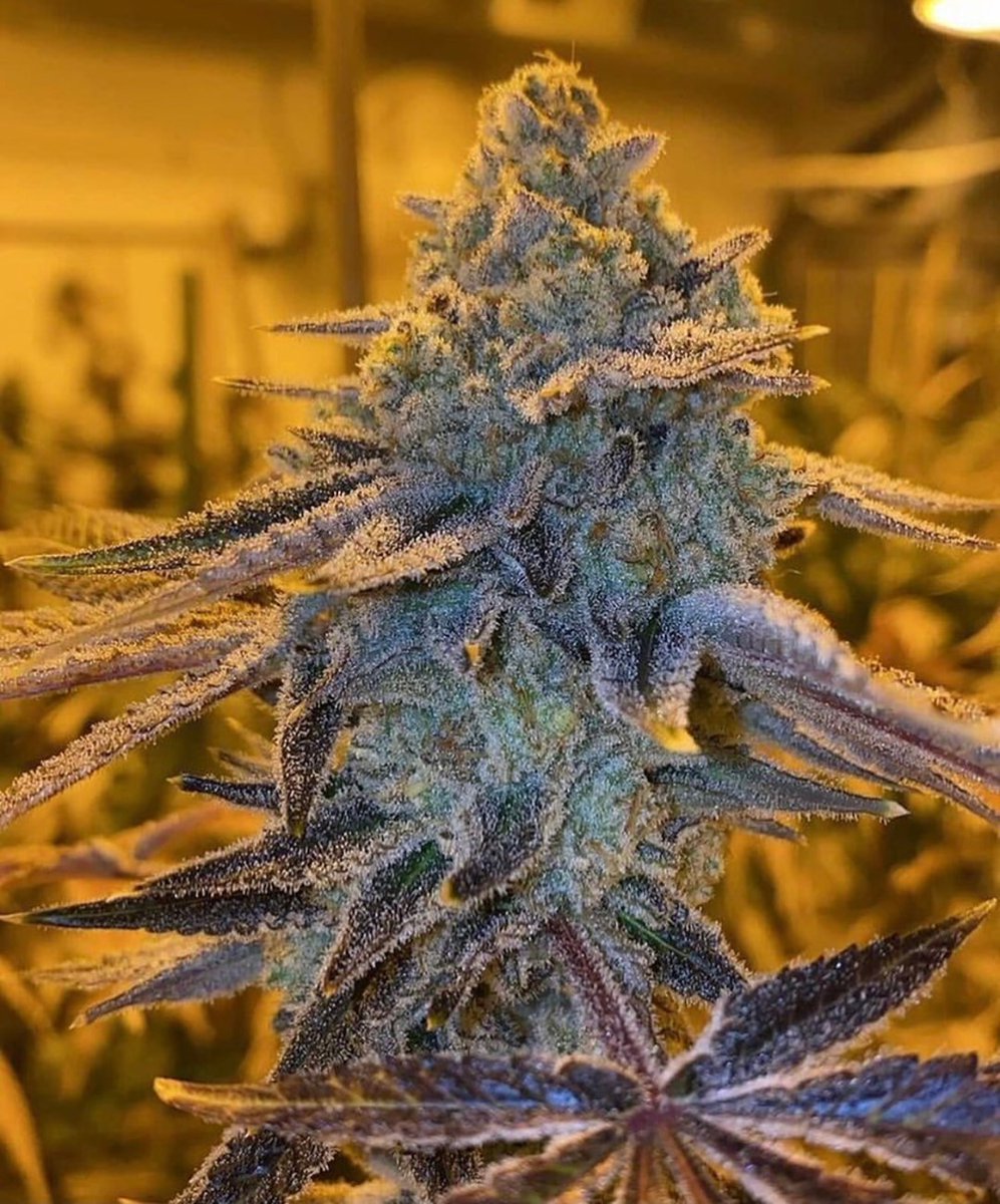 Strawberry Lemonade 🍓🍋 #insidecannabis #smokeweedeveryday #high #cannabis #cannabiscommunity #weed #marijuana #thc #cbd #cannabisculture #weedporn #weedstagram #hightimes #stoner #indica #sativa #hemp #maryjane #ganja #growyourown #smoke #cannabissociety #weedlife