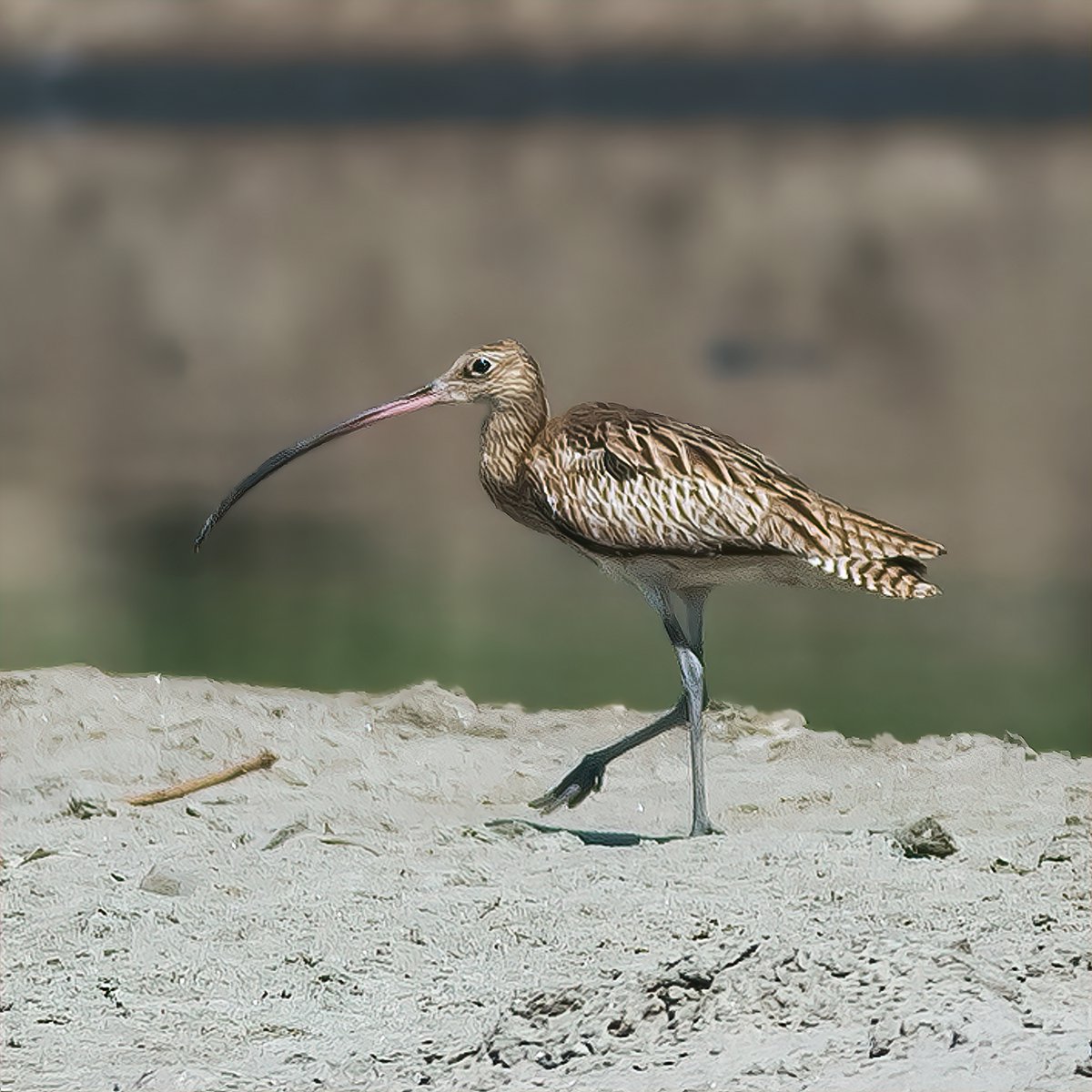 Our today's theme is 'Bird with a long bill/beak'. Do post your bird pic which has a long bill/beak. Most liked pic in comment, will be reposted. Eurasian Curlew #IndiAves #ThePhotoHour