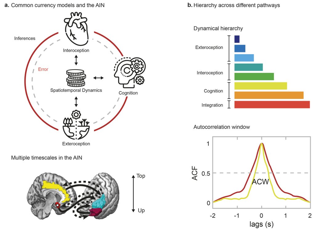 A review paper on #Intrinsic #Neural #timescales and predictive allostatic #interoception in #brain #health and #disease just got out.

Check it out here:
static1.squarespace.com/static/528facb…