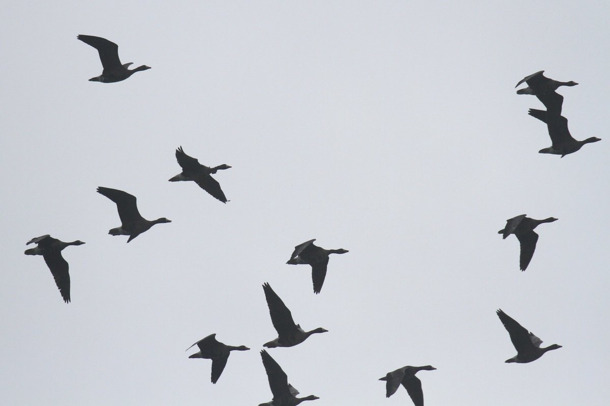 Rathlin Stickybeak tweet media