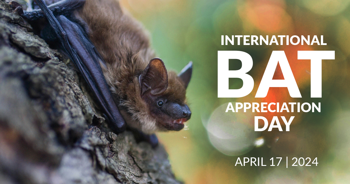 It's Bat Appreciation Day! Let's take a moment to appreciate the unsung heroes of the night sky🦇 #KowaOptics #BatAppreciationDay #Bats