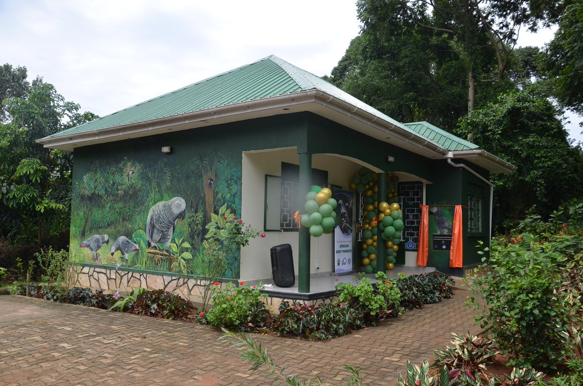 Uganda's first African Grey Parrot Conservation Centre at UWEC has been opened at a ceremony jointly held by Chubu University, JICA & @UWEC_EntebbeZoo. The centre will advance research & Conservation Education.The grey parrot is the World's most traded bird, according to @IUCN.