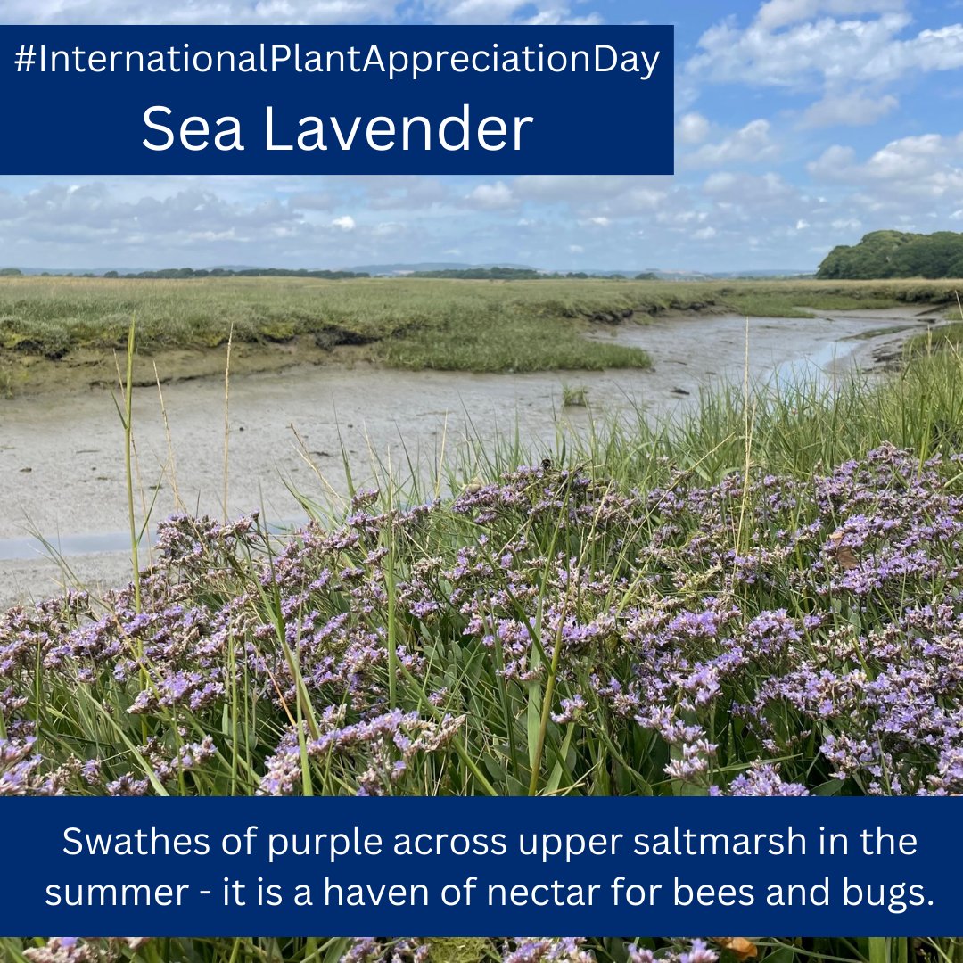 🌱🌿It's #InternationalPlantAppreciationDay 🌱🌿 Showing our appreciation for the incredible 'halophytic' plants of our saltmarsh. Specially adapted to cope with inundation by salt water as the tide comes in - here are a few of our favourites 👉 #saltmarsh @solentseascape