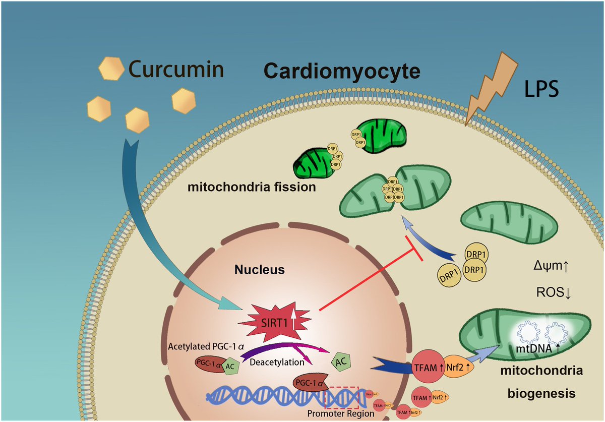 Protective effect of #curcumin on sepsis-induced #cardiac dysfunction via the SIRT1-DRP1/PGC-1α pathway.
sciencedirect.com/science/articl…