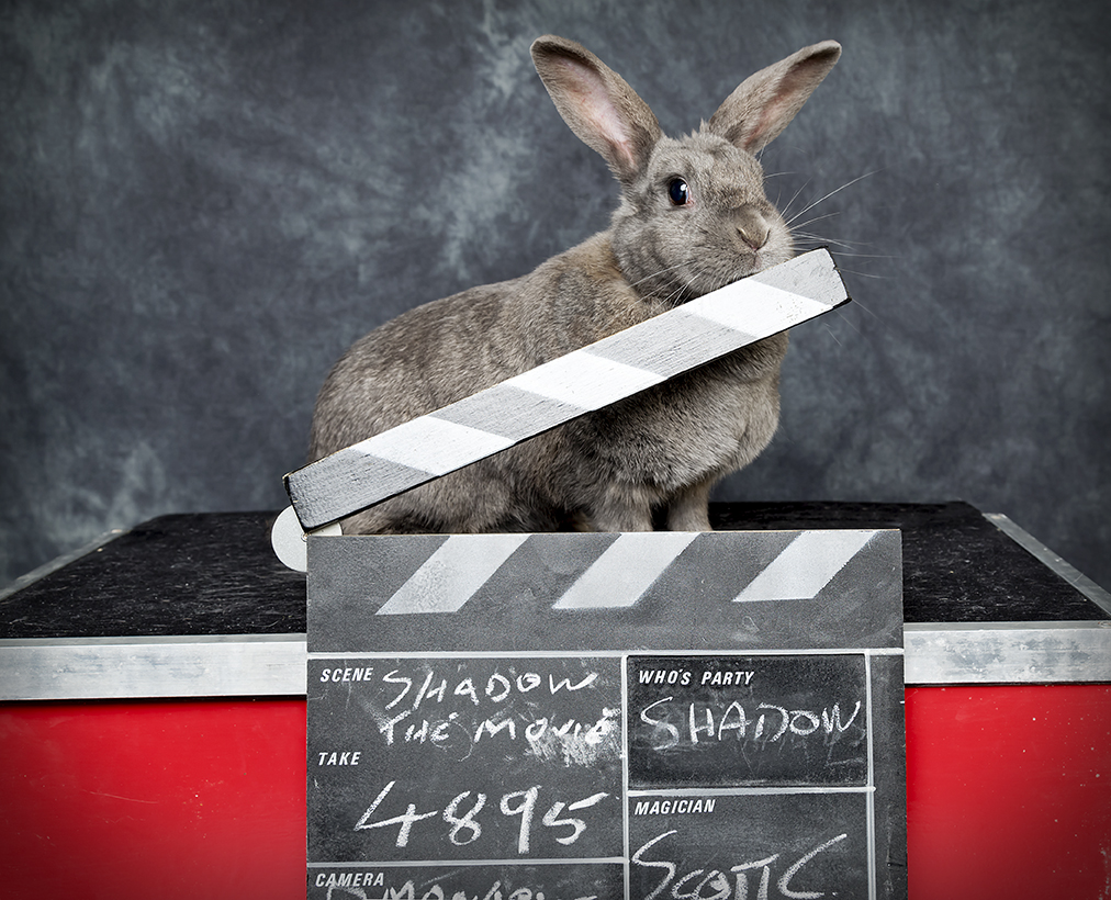 Come along to Paisley Central Library where professional magician, Scott Cuthbertson, will be performing children’s magic shows 🪄🐰 Wed 3 April 11am – 11.45am 1pm - 1.45pm Suitable for children aged 11 years and under. Book your FREE space now 👉bit.ly/4amKrtU