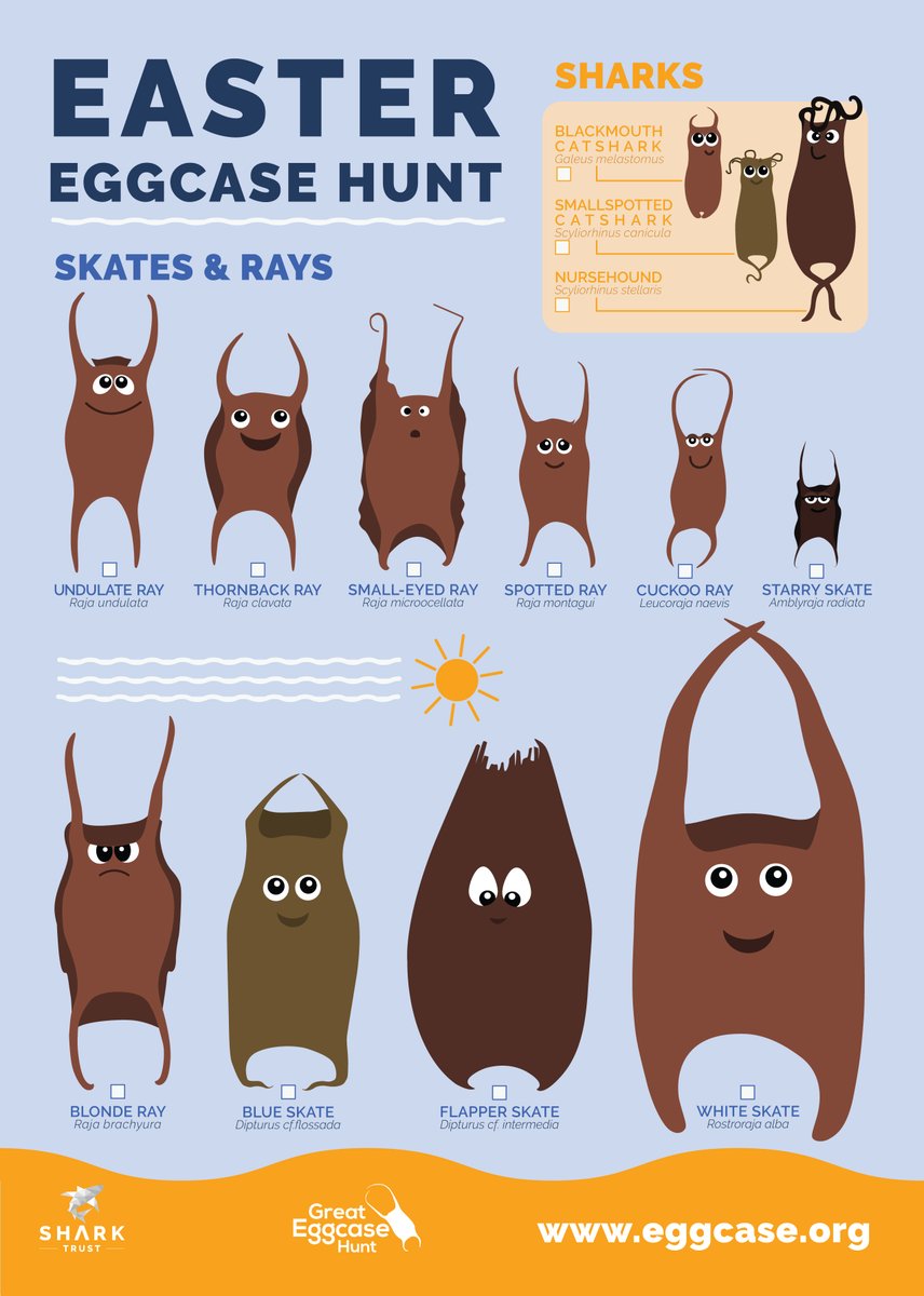 Ilfracombe Aquarium (@ilfaquarium) on Twitter photo We're open daily over the #Easter holidays. Not only can you see an array of awesome marine life from around North Devon, you can learn all about shark and skate eggcases courtesy of the <a href="/SharkTrustUK/">The Shark Trust</a> with the Great Easter Eggcase Hunt #greateggcasehunt We're open daily over the #Easter holidays. Not only can you see an array of awesome marine life from around North Devon, you can learn all about shark and skate eggcases courtesy of the <a href="/SharkTrustUK/">The Shark Trust</a> with the Great Easter Eggcase Hunt #greateggcasehunt