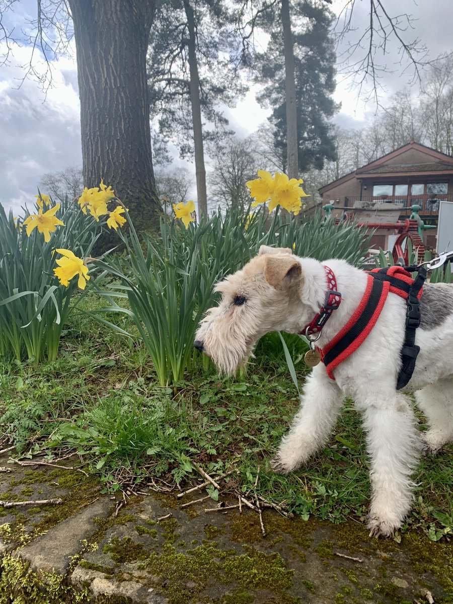 I've been for a potter to me lake and to enjoy the daffodils 😊🌼💐🌼💐🌼💐 Perfick