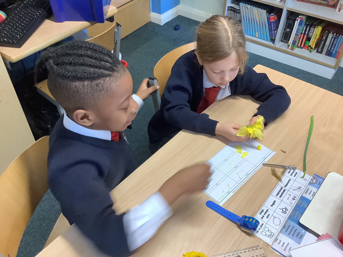 Year 3 had a fun science lesson dissecting a daffodil. They found out the names of the female and male parts of a flower and worked really hard in pairs! #science #spring #daffodils