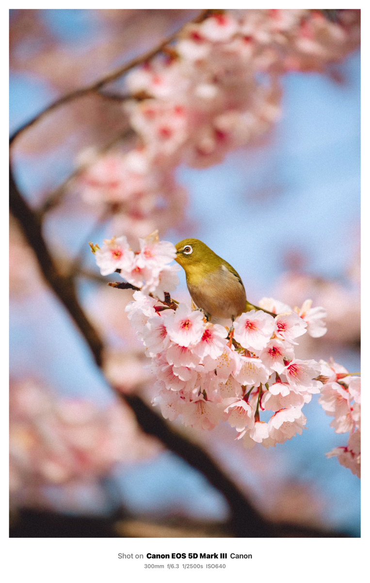 オオカンザクラにたくさんのメジロが集まってきた。

まるで、ドリンクバーのように次から次へと蜜を吸っていた。

時々丸く膨らんで、休んでたり。

2024.3.

#digitalphotography #デジカメ写真 #aichi #nagoya  #オオカンザクラ #大寒桜 #canon5dmarkiii #5dmarkiii #メジロ #名古屋城