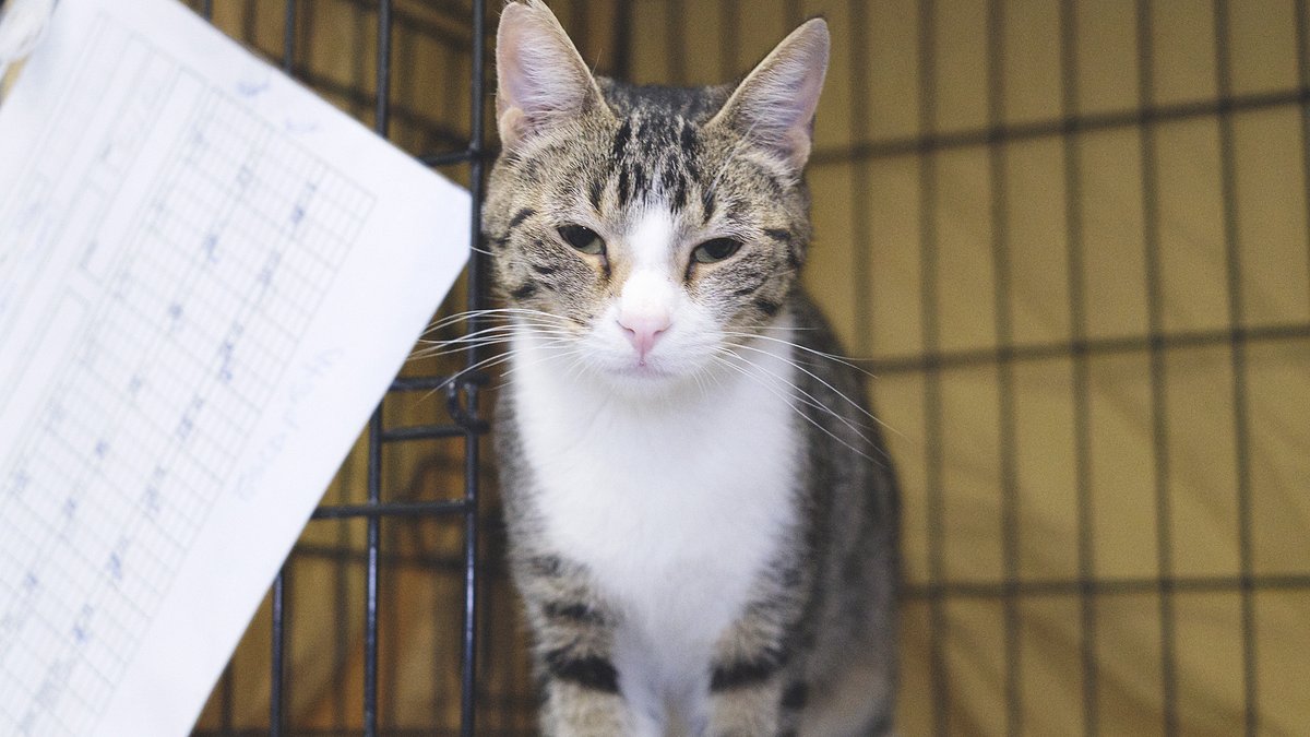 En Kore (2 anys) és un gat jovenet que va arribar d'una situació de desatenció i, després de diversos mesos, s'ha recuperat. És un gat bo que busca una llar i una família que el cuidi per sempre. Seràs tu qui li doni molt amor? protectoramataro.org/adopta-un-anim…