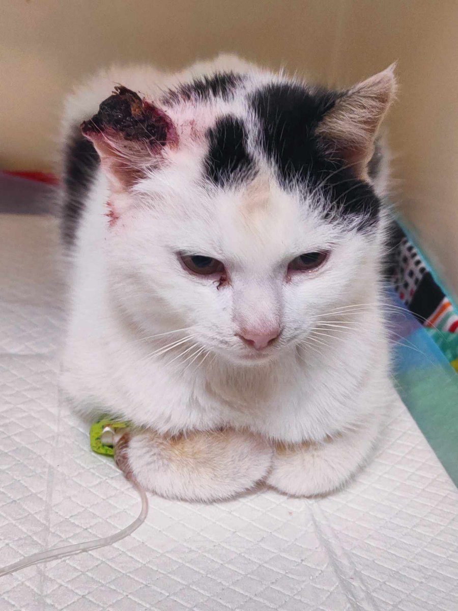 Koty w głowie 🐈 tweet media