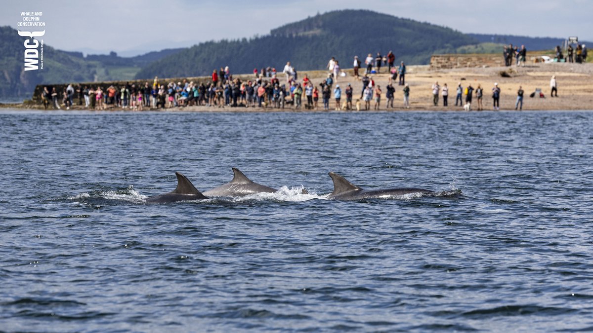 Hope you see some dolphins over the Easter break folks - Best Wishes from Charlie at @whalesorg @Dolphinchaz