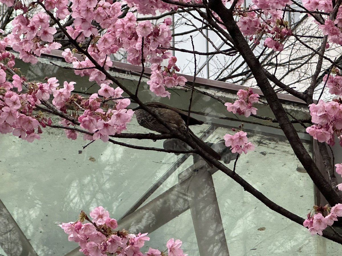 「綺麗に撮れてなかったんだけど原宿の桜に鶯?っぽい鳥いて良かったウグイスじゃなかっ」|ヒムコですのイラスト