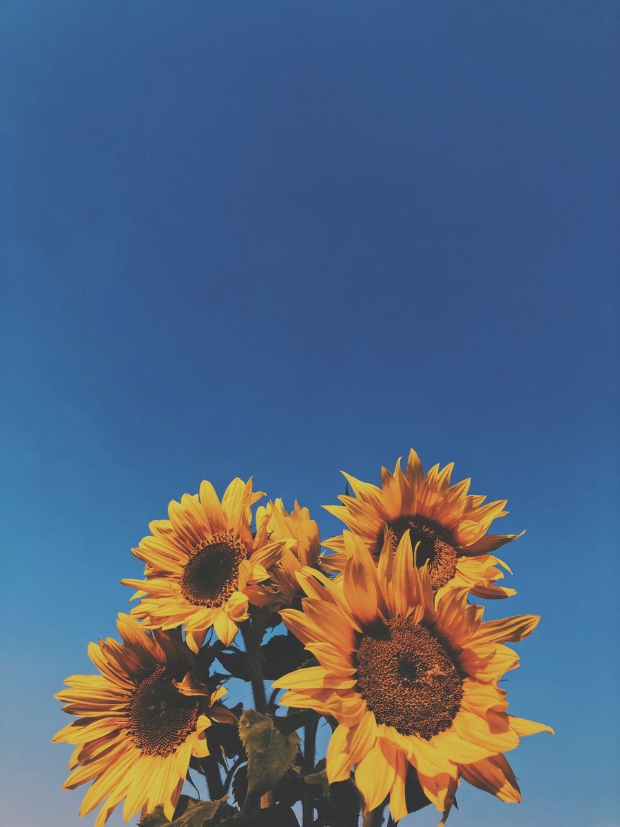 sunflowerchives's tweet image. prettiest😍