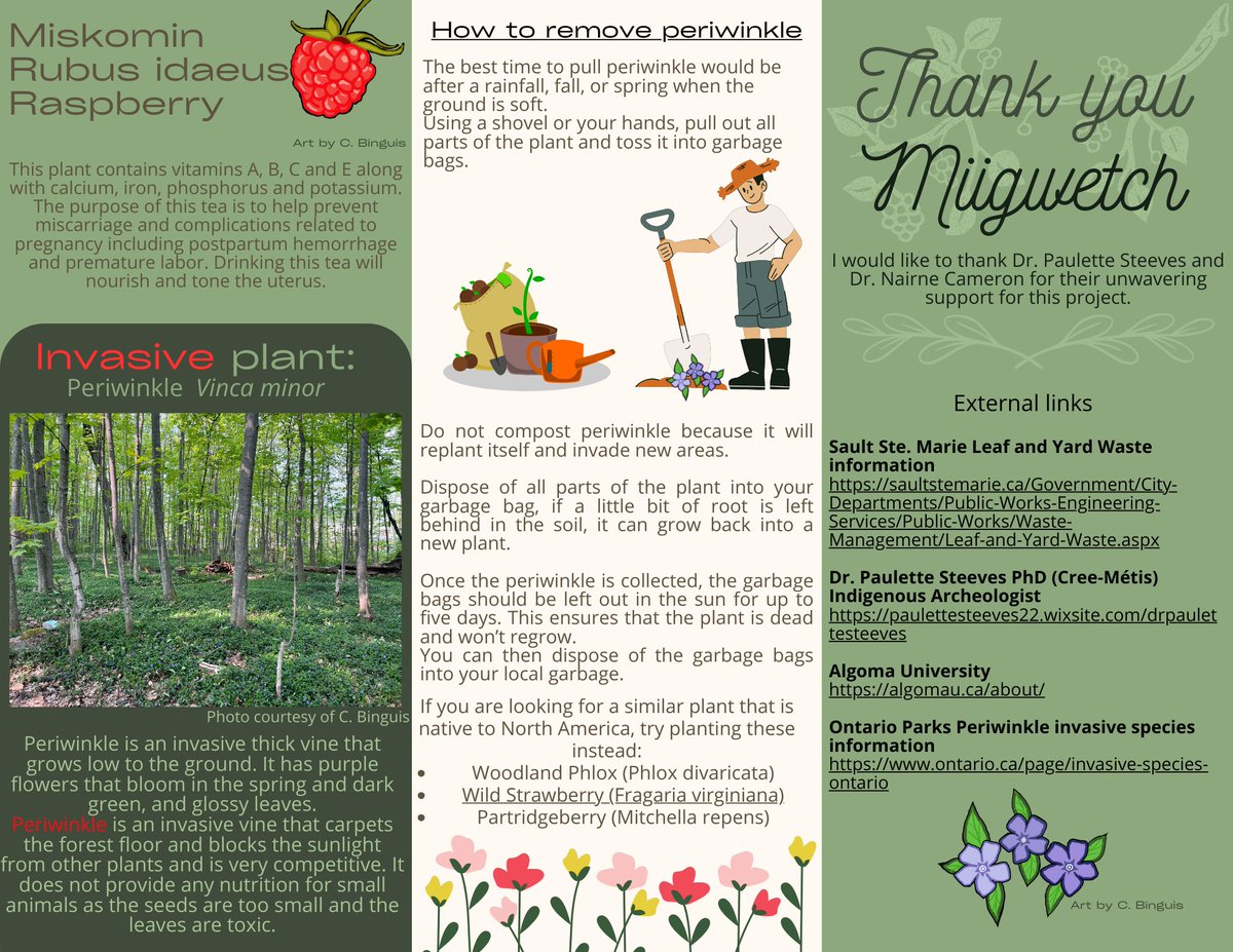 Decolonizing the land on campus by identifying invasive species, and creating a food forest. Here is a brochure on this research created by a student who worked with me, carried out the plant identification and documented Anishnaabe names and uses of plants. @AlgomaU