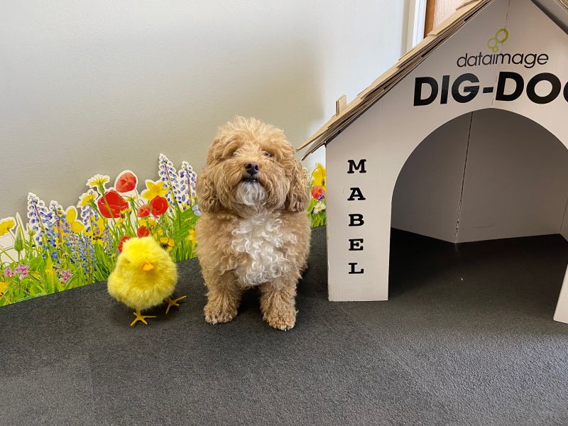 dataimagegroup's tweet image. From the team here at #DataImage inc Mabel our "DIG dog" we wish you a relaxing (and hopefully sunny) #EasterWeekend 🐶 
Our doors will close today at 5:30pm as we break up for the Easter weekend We will be back on Tuesday at 8:30am 🐰
dataimage.co.uk #easter #easter24