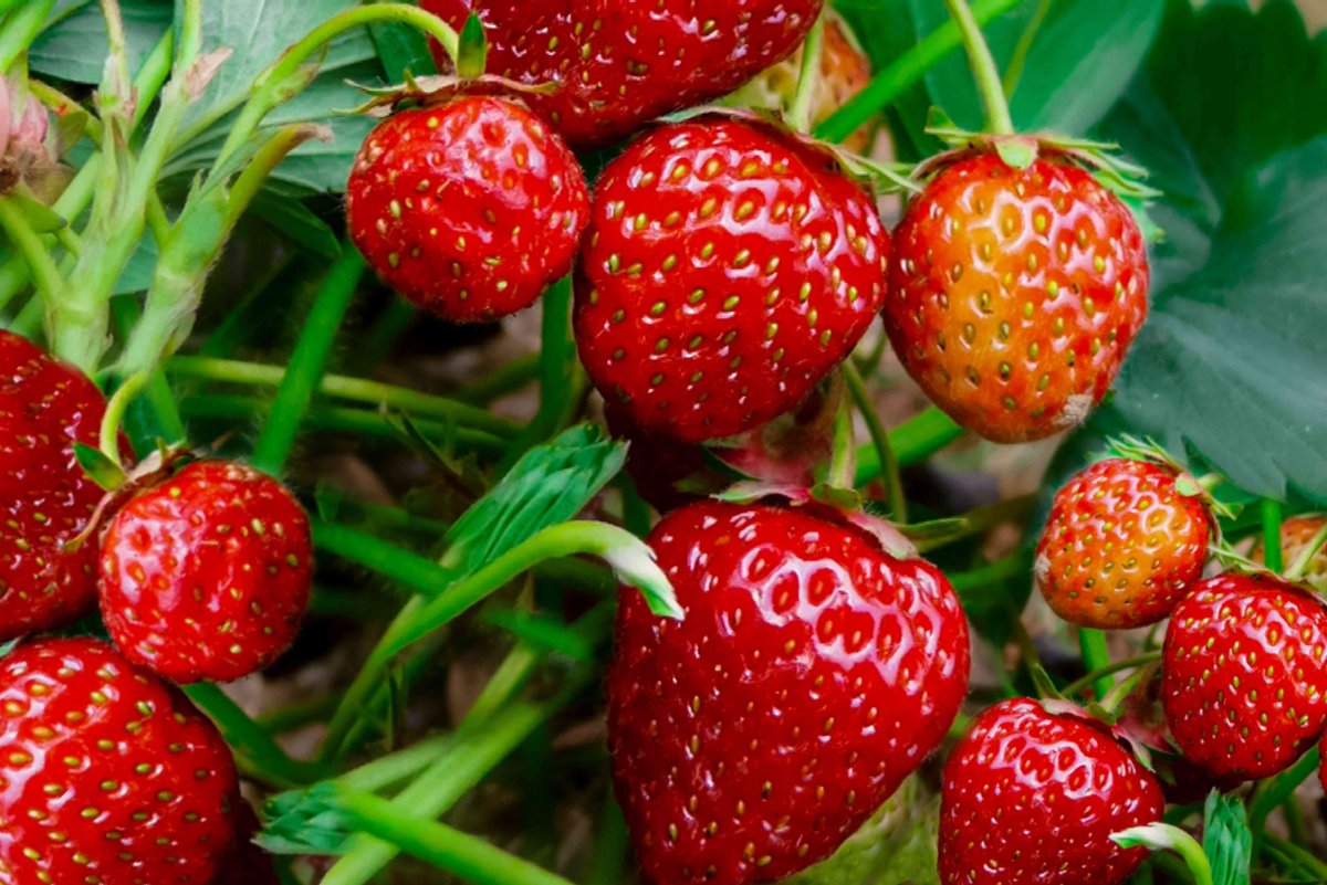 Strawberry -Do not plant them in soils where eggplants, peppers, potatoes, or tomatoes have been recently cultivated. -You should plant strawberry plants with the crown above soil. -If they're planted too shallow, the roots start to dry out, but roots rot if they're too deep.