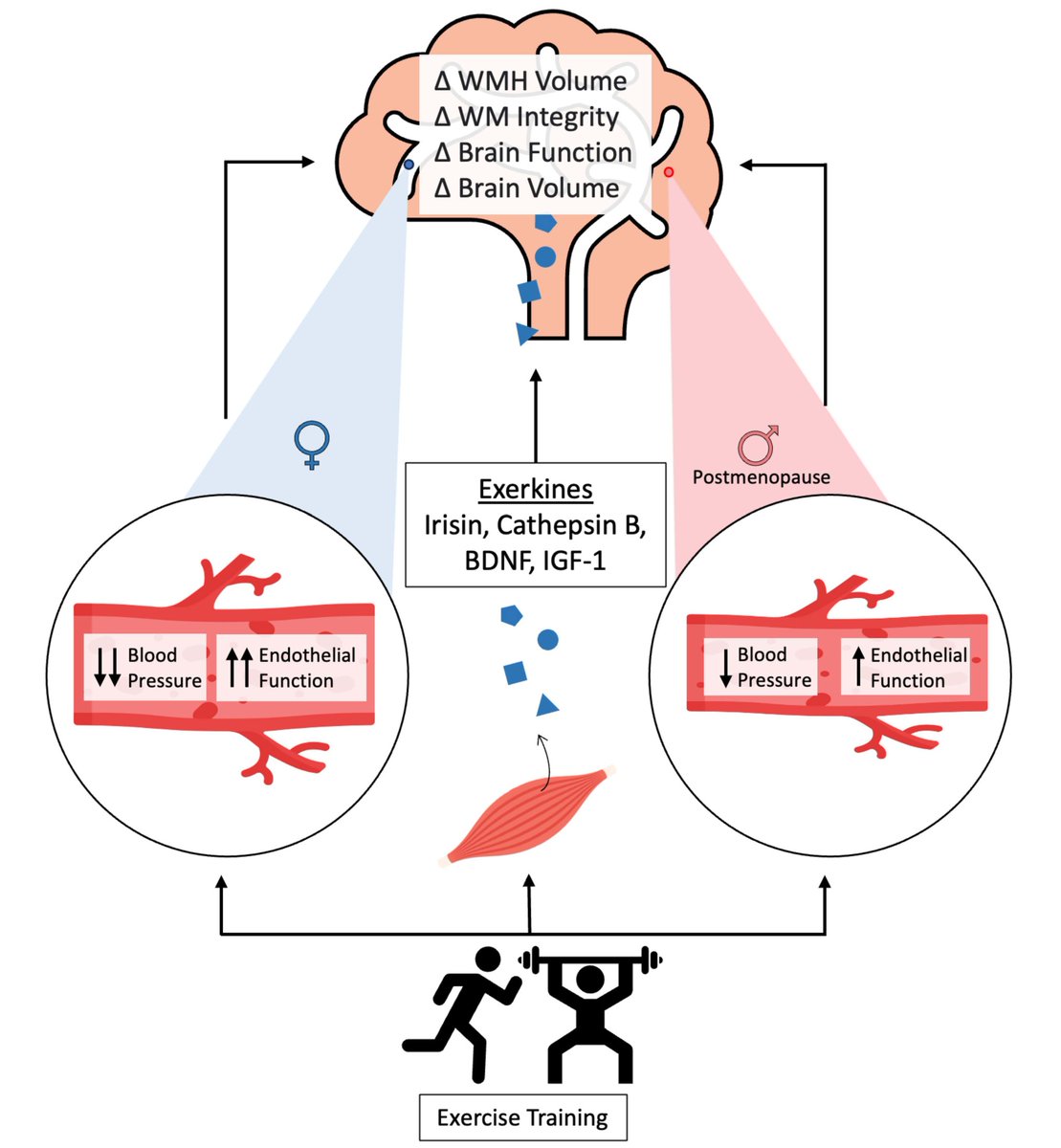 #STROKE April Cover Figure: Prevention of Vascular Contributions to Cognitive Impairment and Dementia: The Role of Physical Activity and Exercise by Dao et al. #AHAJournals ahajrnls.org/3VyBPvW