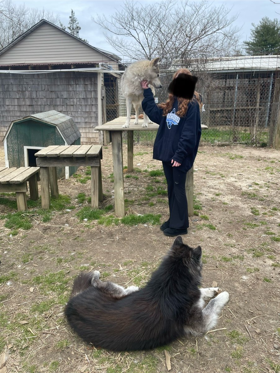 Shout out, many thanks, & a High PAW 🐾 to the pack @ Howling Woods Farm (🐺 Sanctuary) who recently hosted @BrickMemorialHS RISE Academy faculty & Ss! 💚 @Brick_K12 @BTPSLearns