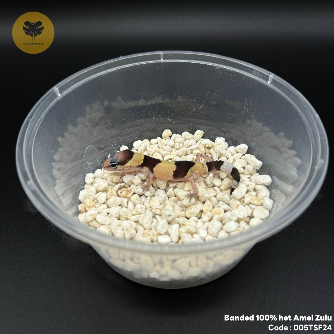shockerballs's tweet photo. Banded double het Amel Zulu | #shockerballs #fattailgecko #gecko #สัตว์เลี้ยงในห้อง https://t.co/JJkQ5N7d1C