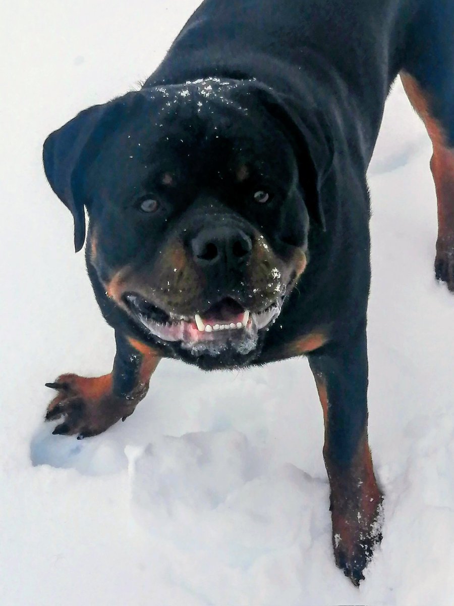 It's foggy, it's raining so it's time for Comedyweiler Shenanigans 🎤🤣What do you call a parrot with an umbrella on a rainy day? ☔🦜🎤Polly Unsaturated 🤭🤣What do you call a weatherman who really likes to eat steak 🥩A meateaterologist 🤭🤣🎤#George #Comedyweiler #Rottweiler