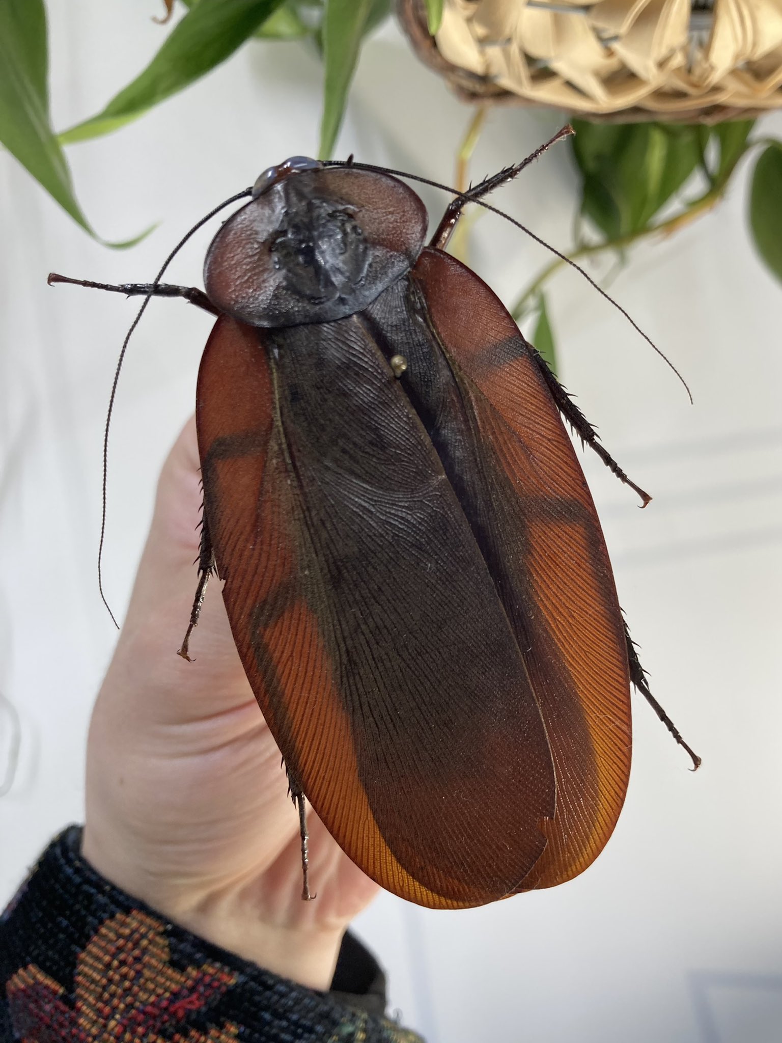 マンモスゴキブリ 単品