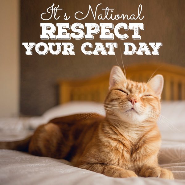 #RespectYourCatday 😺😺 should be every day 😺