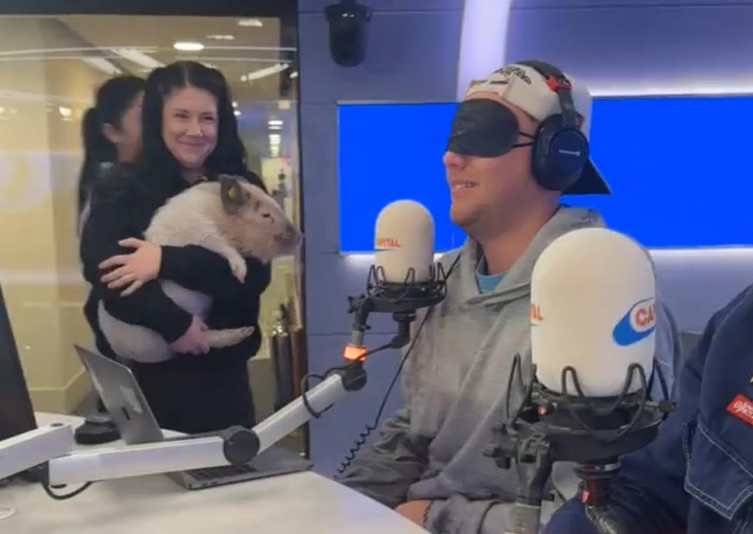 Angel one of our adorable show pigs surprised Roman Kemp on this Capital Radio show this week! We love to attend your events! To find out more email events@kewlittlepigs.com #micropigs #happypigs #romankemp #radiostar